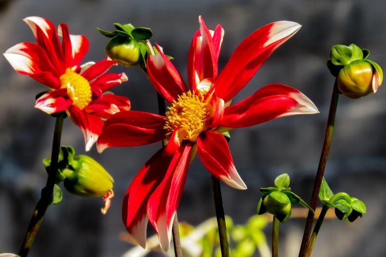Free stock image of Blooming Flowers created by Pixabay