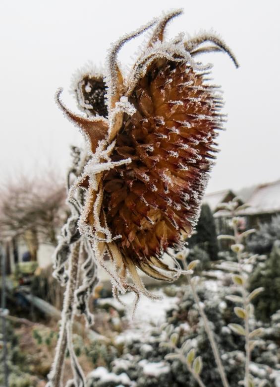 Free stock image of Frozen Sunflower created by Pixabay