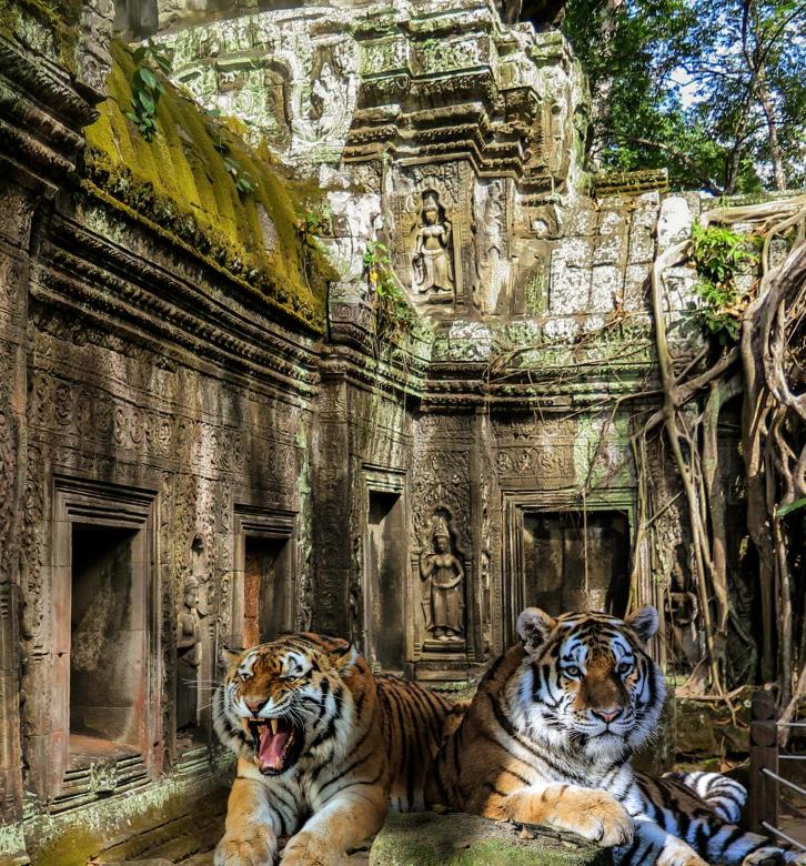 Free stock image of Tigers in the Temple created by Pixabay