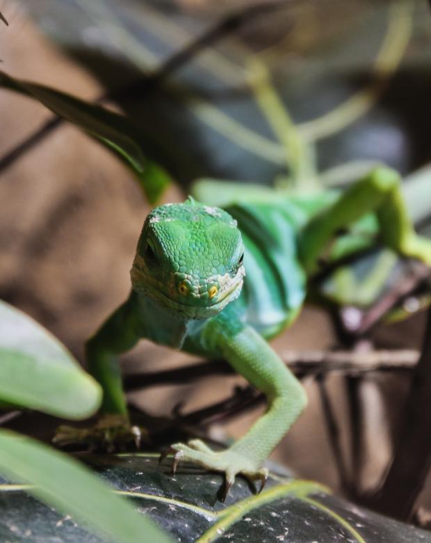 Free stock image of Tree Monitor created by Pixabay