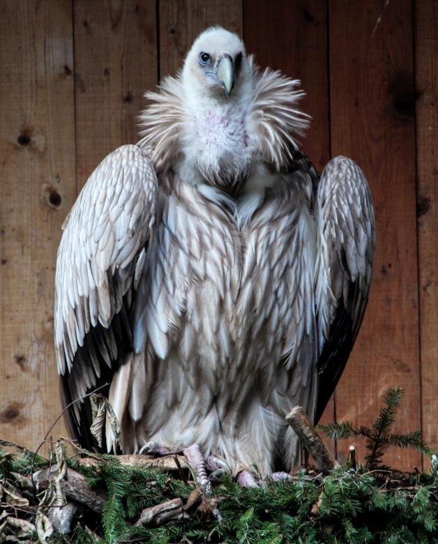 Free stock image of Wild Vulture created by Pixabay