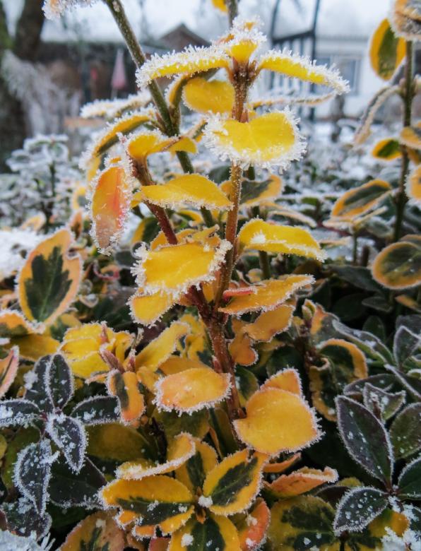 Free stock image of Frozen Plant created by Pixabay