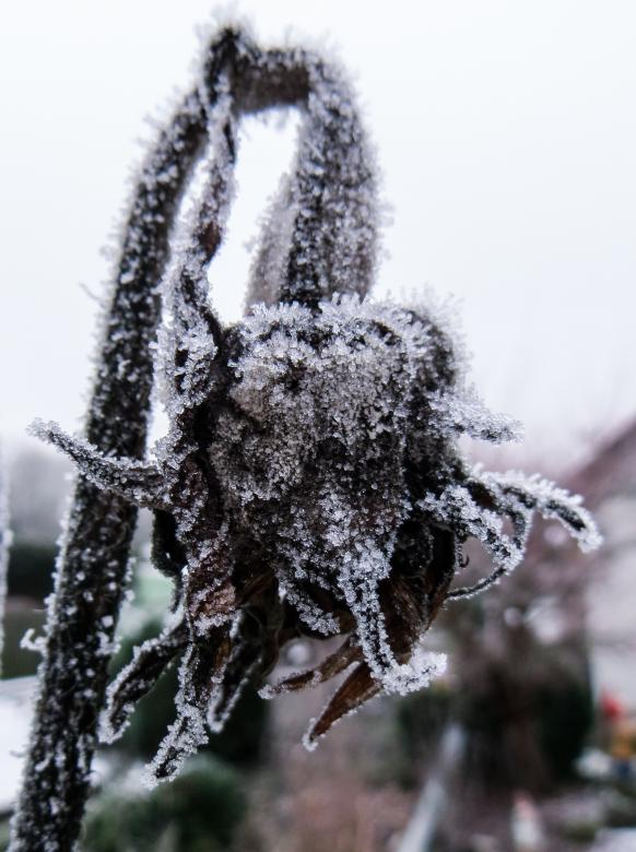 Free stock image of Frozen Plant created by Pixabay