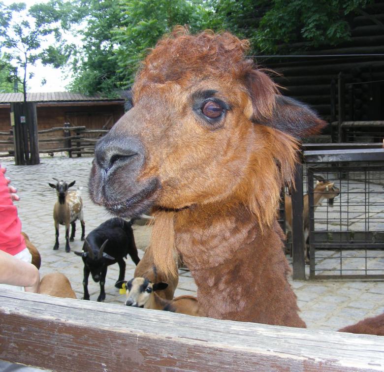 Free stock image of llama created by Kala Manó