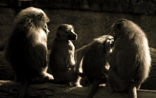 Free Stock Photo of Group of Apes