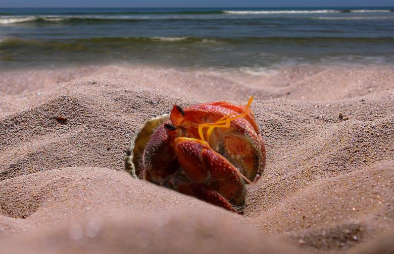 Free stock image of Crab on the Beach created by Pixabay