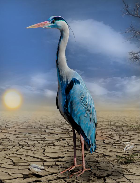 Free stock image of Blue Heron created by Pixabay