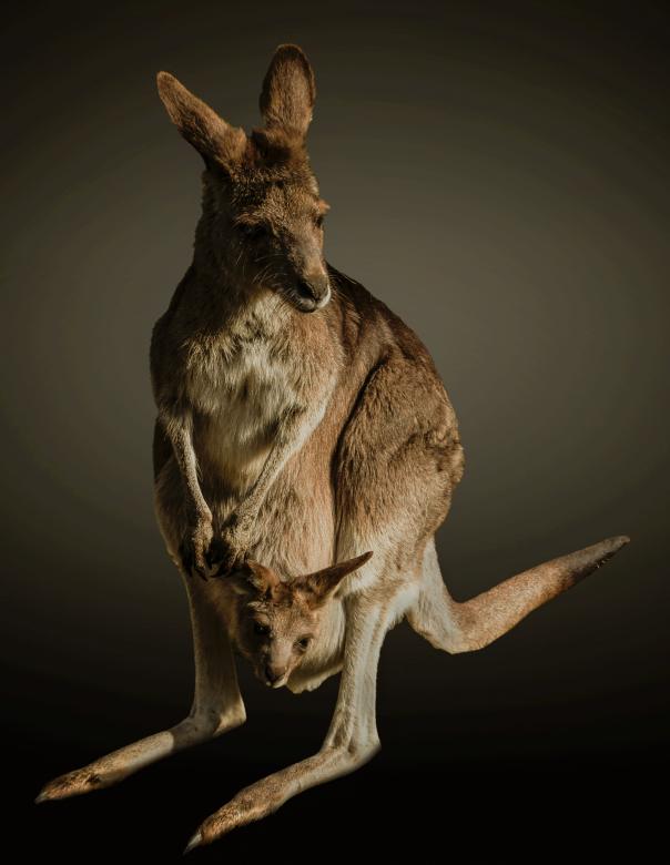 Free stock image of Kangaroo in the Zoo created by Pixabay