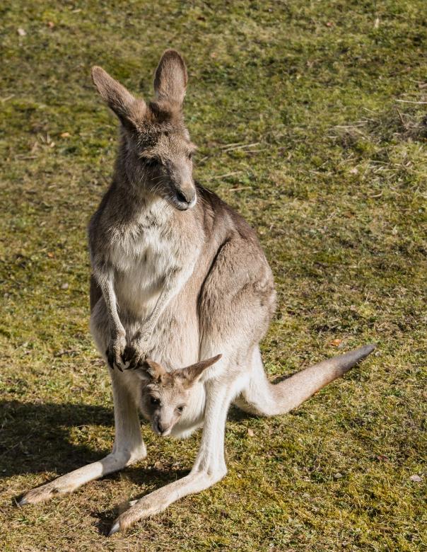 Free stock image of Kangaroo in the Zoo created by Pixabay