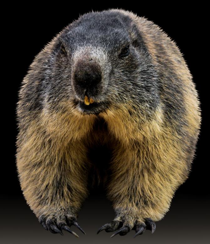 Free stock image of Wild Marmot created by Pixabay