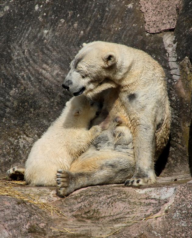 Free stock image of Polar Bear created by Pixabay