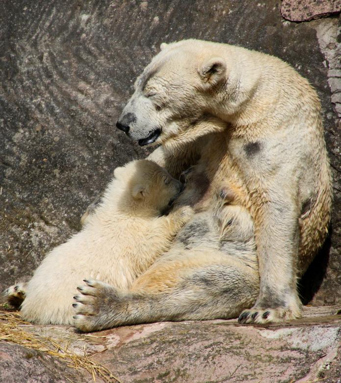 Free stock image of Polar Bear created by Pixabay