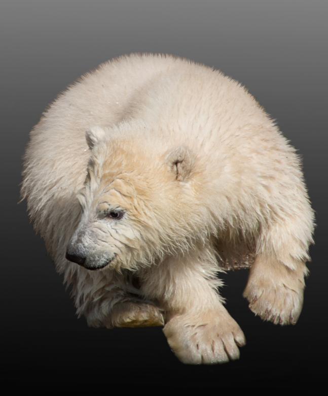 Free stock image of Polar Bear created by Pixabay