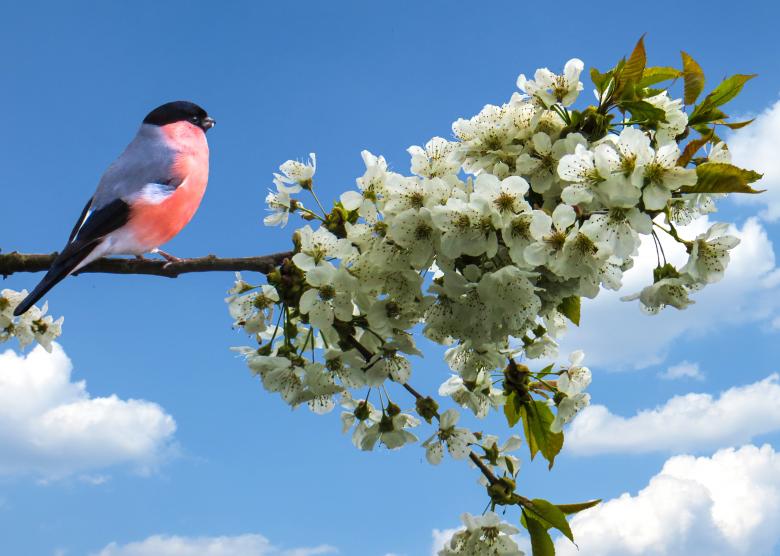 Free stock image of Blooming Flowers created by Pixabay