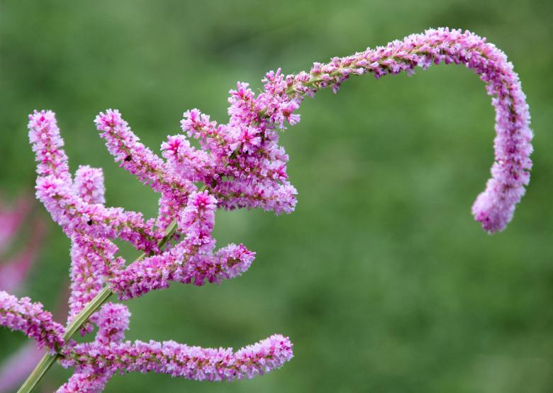 Free stock image of Blooming Flowers created by Pixabay