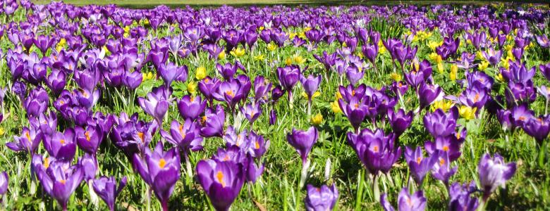 Free stock image of Blooming Flowers created by Pixabay