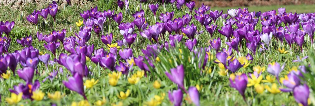 Free Stock Photo of Blooming Flowers