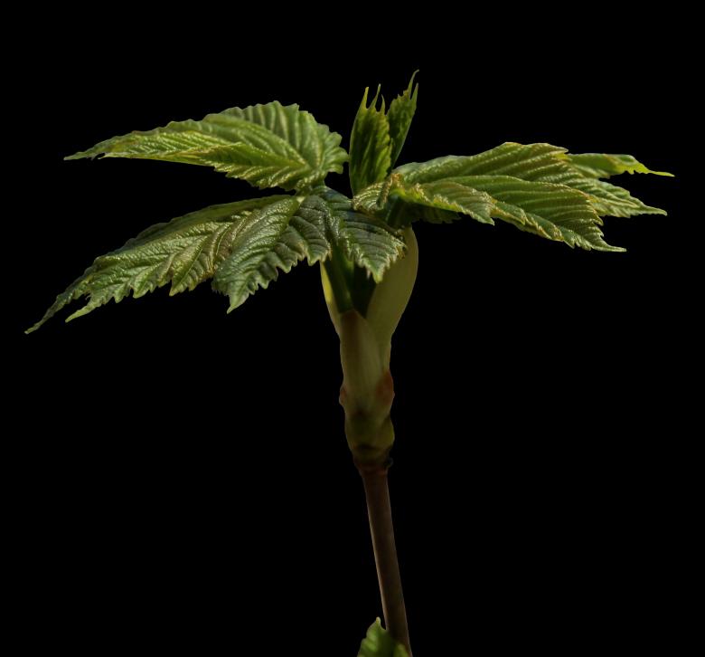 Free stock image of Fresh Plant created by Pixabay