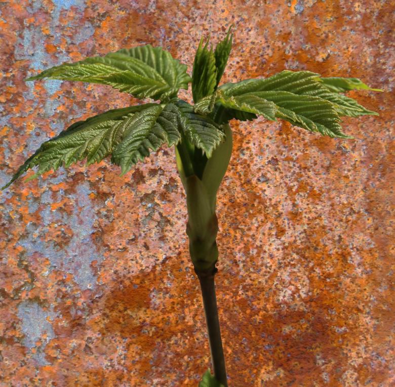 Free stock image of Fresh Plant created by Pixabay