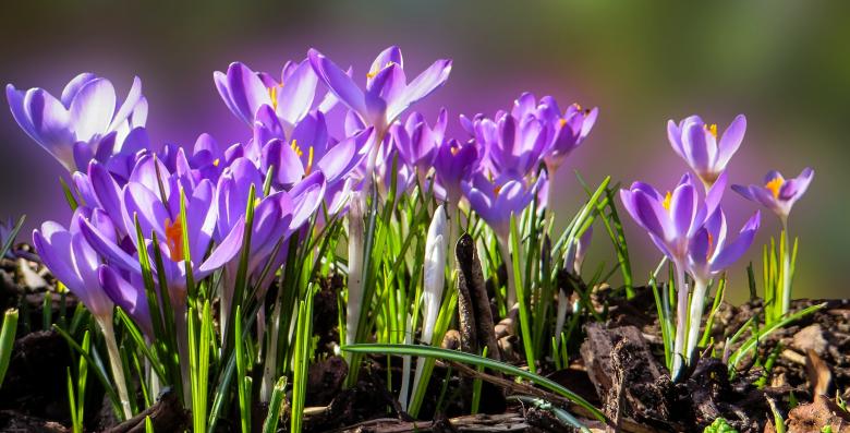 Free stock image of Blooming Flowers created by Pixabay