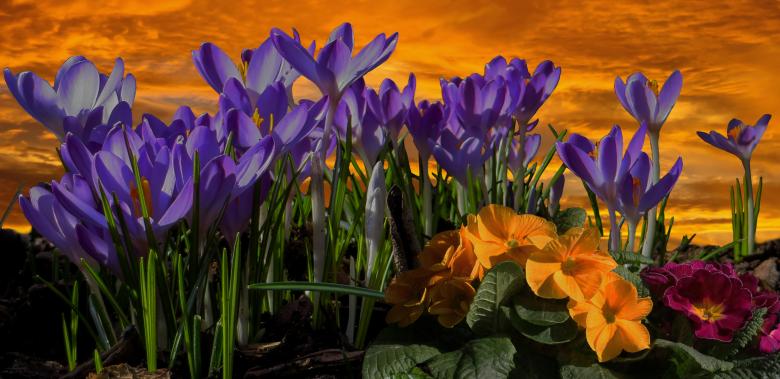 Free stock image of Blooming Flowers created by Pixabay