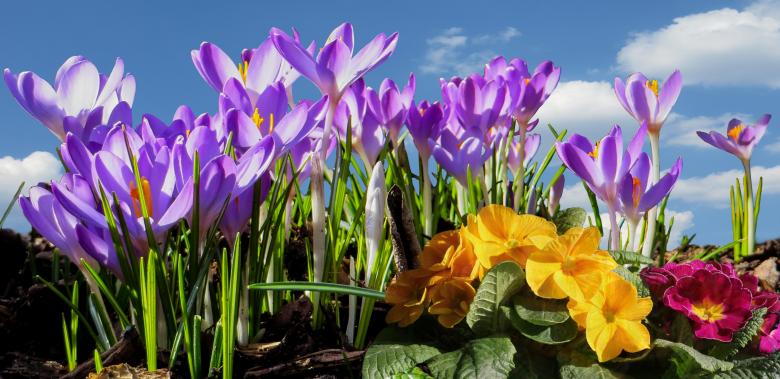 Free stock image of Blooming Flowers created by Pixabay