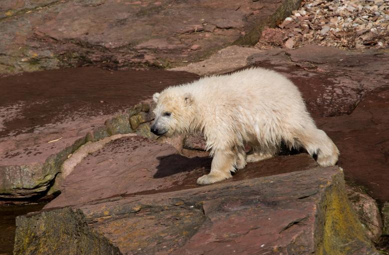 Free stock image of Polar Bears created by Pixabay