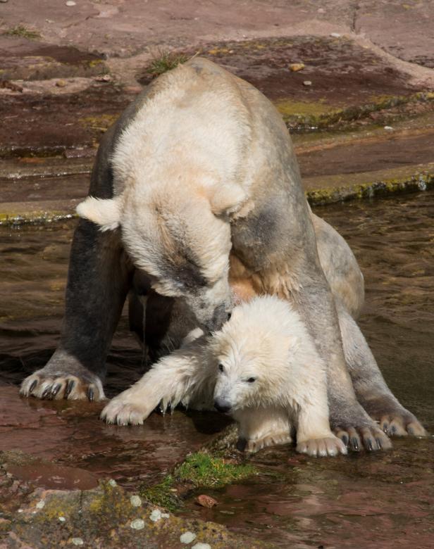 Free stock image of Polar Bears created by Pixabay