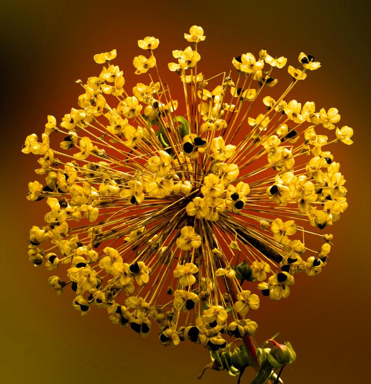 Free stock image of Spring Awakening created by Pixabay