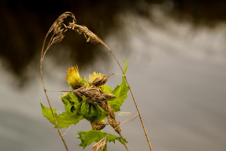 Free stock image of Spring Awakening created by Pixabay