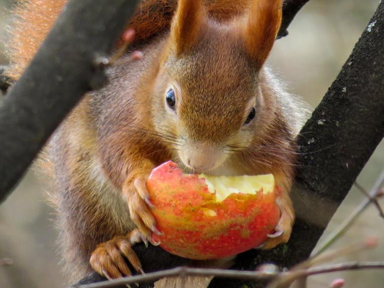 Free stock image of Squirrel Eating created by Pixabay