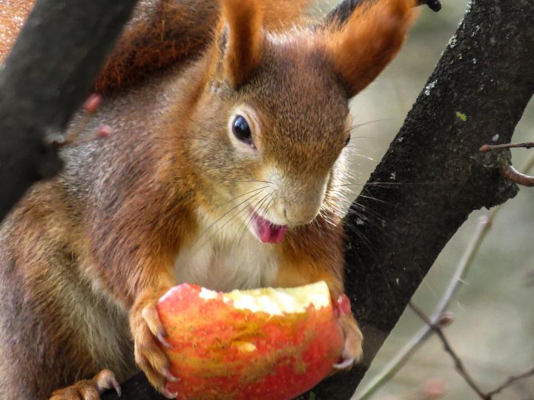 Free stock image of Squirrel Eating created by Pixabay