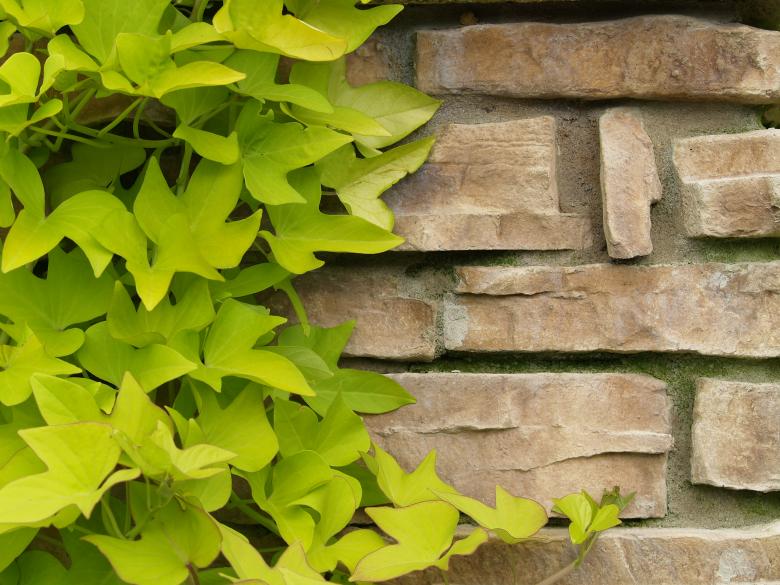 Free stock image of Ivy on Brick Wall created by Mario