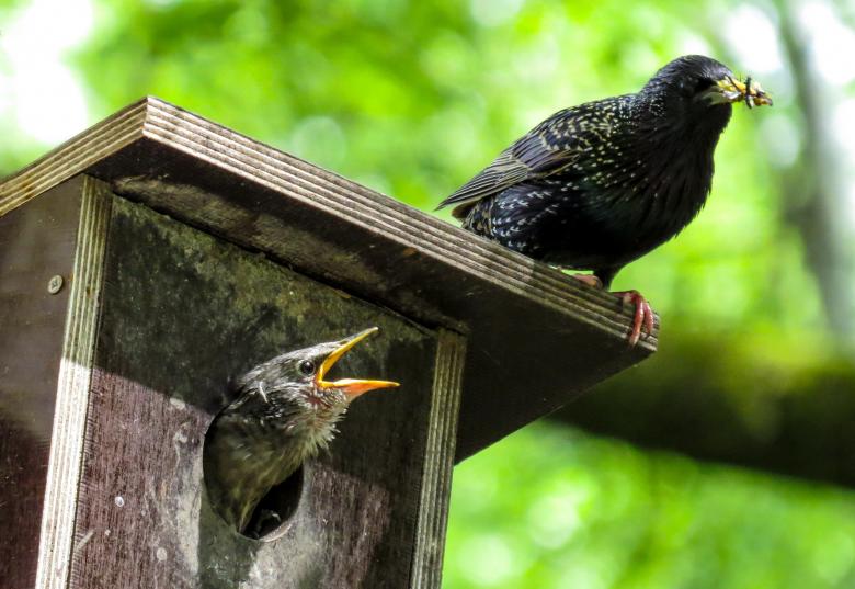 Free stock image of Bird House created by Pixabay