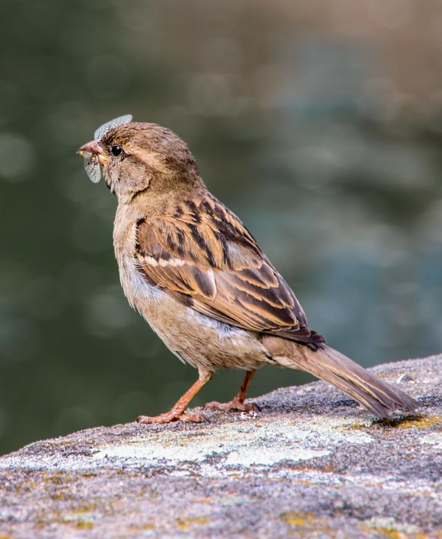 Free stock image of Sparrow Feed created by Pixabay