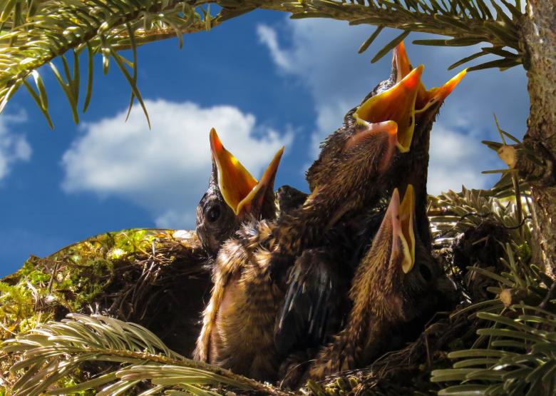 Free stock image of Bird Nest created by Pixabay