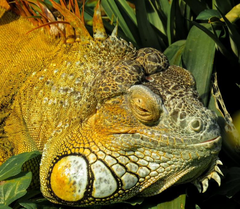 Free stock image of Iguana in the Jungle created by Pixabay