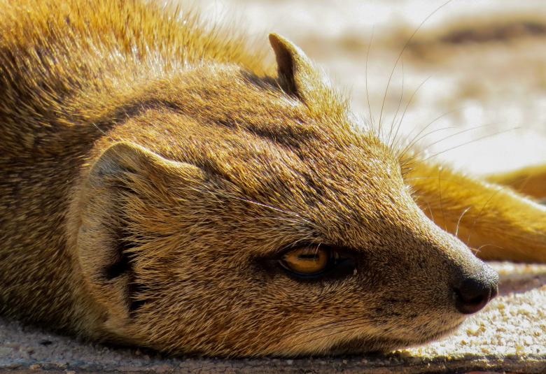 Free stock image of Wild Meerkat created by Pixabay