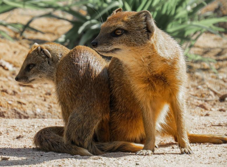 Free stock image of Wild Meerkat created by Pixabay