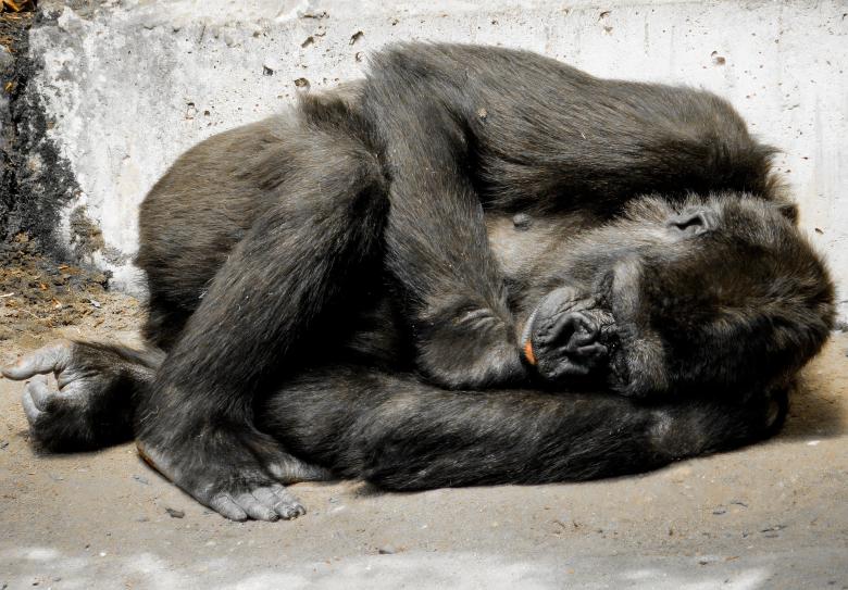 Free stock image of Gorilla in the Zoo created by Pixabay