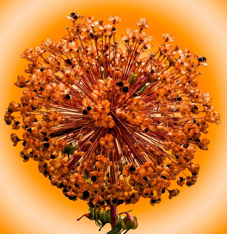 Free stock image of Ornamental Onion created by Pixabay