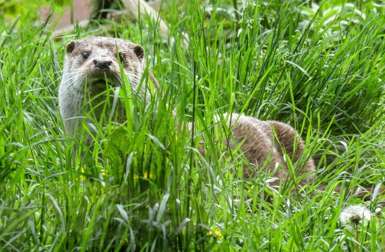 Free stock image of Wild Otter created by Pixabay
