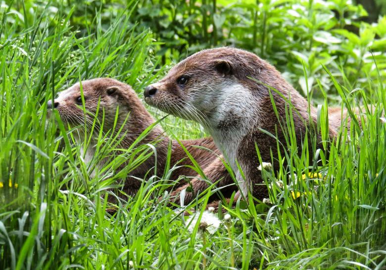 Free stock image of Wild Otter created by Pixabay