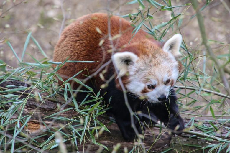 Free stock image of Red Panda created by Pixabay