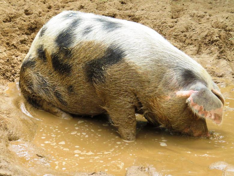 Free stock image of Pig in the Farm created by Pixabay