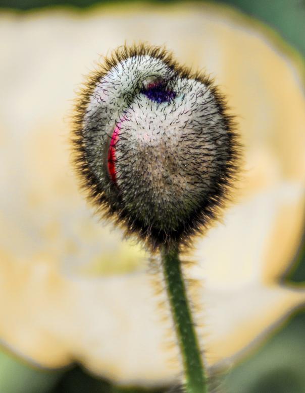 Free stock image of Poppy Capsule created by Pixabay