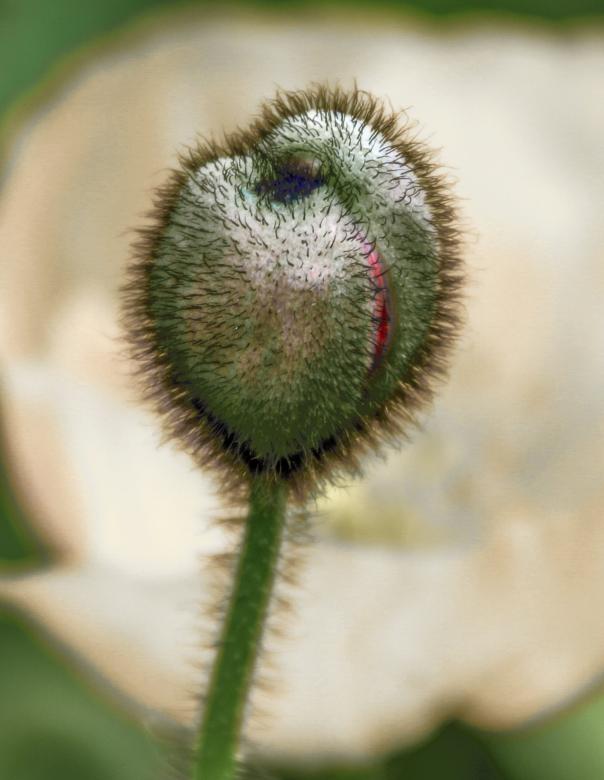 Free stock image of Poppy Capsule created by Pixabay