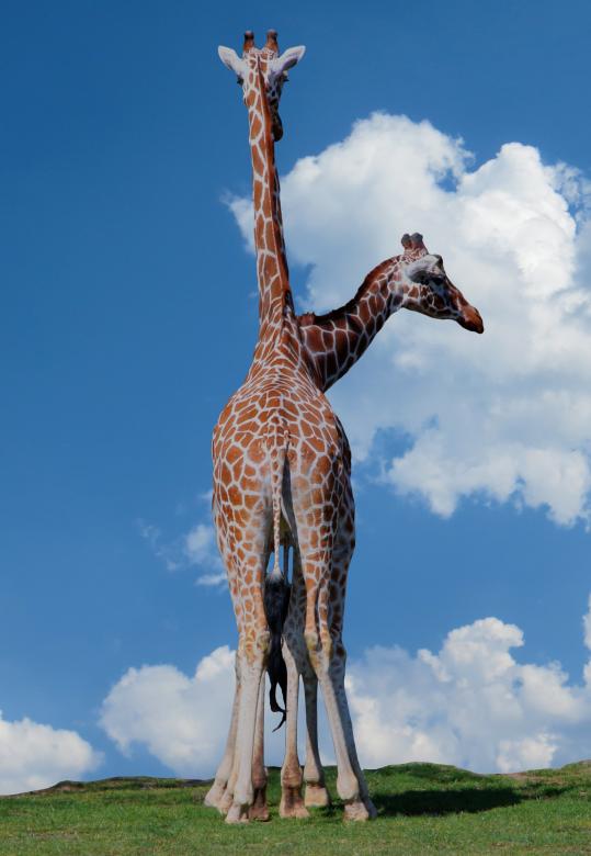 Free stock image of Giraffe Couple created by Pixabay