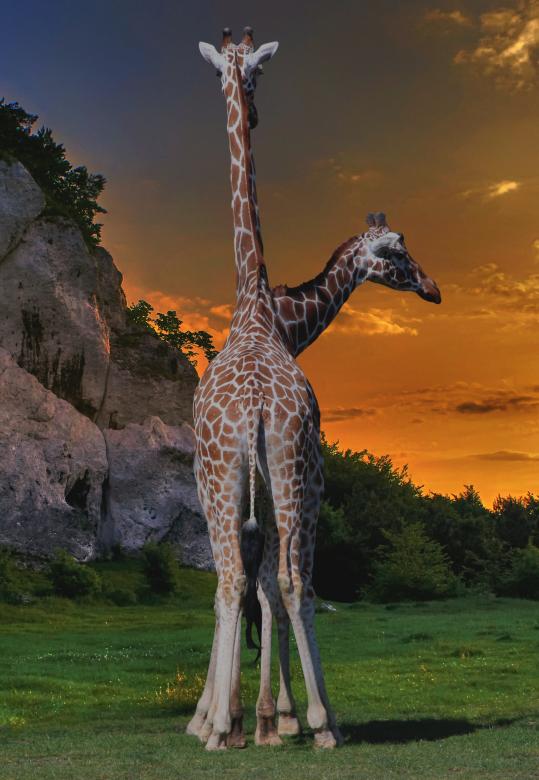 Free stock image of Giraffe Couple created by Pixabay
