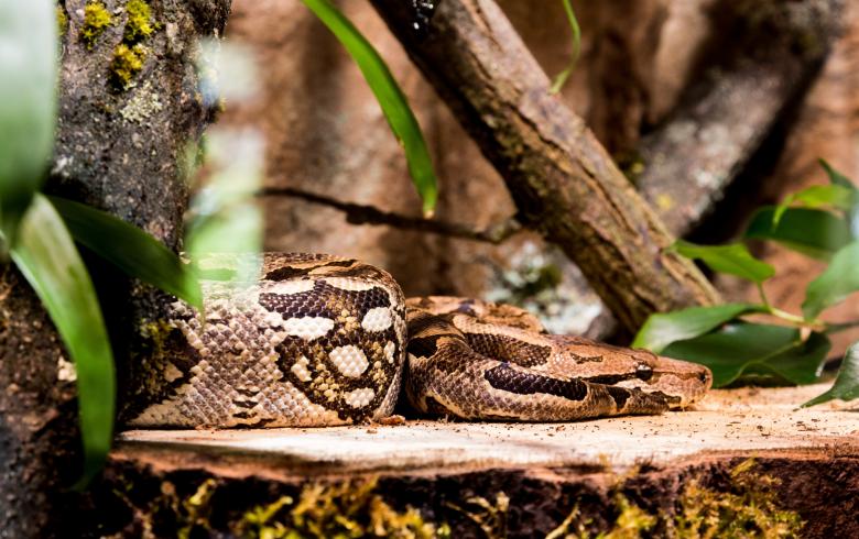Free stock image of Boa in the Wild created by Pixabay